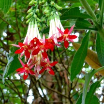 Red-white flowers